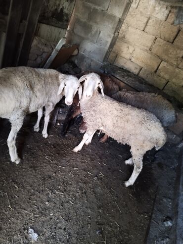 Животные: Продаю | Овца (самка), Ягненок, Баран (самец)