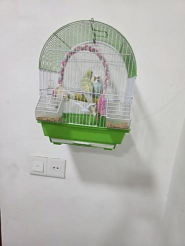 muhabbet quş: Muhabbet quşlari erkek dişi qefesle birlikde - Rəng: ağ metal tor + — 1