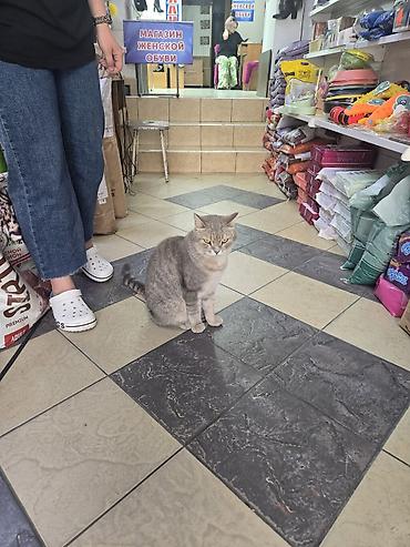 мини кошка: 2 года, Мальчик, Приучена к лотку, Проглистована, С прививками — 5