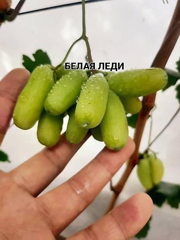 Виноград: НОВИНКИ СЕЛЕКЦИИ ВИНОГРАДА ПРЕМИАЛЬНОГО УРОВНЯ ! ДОМАШНИЙ СЛАДКИЙ — 5