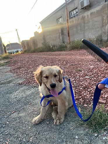 balaca it cinsi: Salam qizili temiz qan 3 ayliq erkek golden retriever peyvend — 1