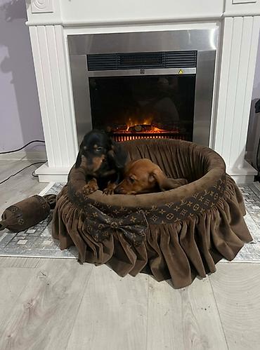 Psi: Patuljasti jazavičari kratkodlaki Patuljasti jazavičari kratkodlaki — 4