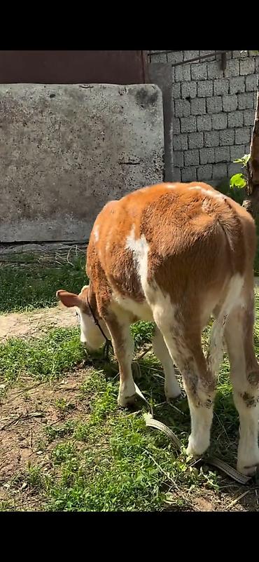 Dana, buzov: 2 baş simmental tipli dana - Növ: ətlik-südlük istiqamətli simmental — 15