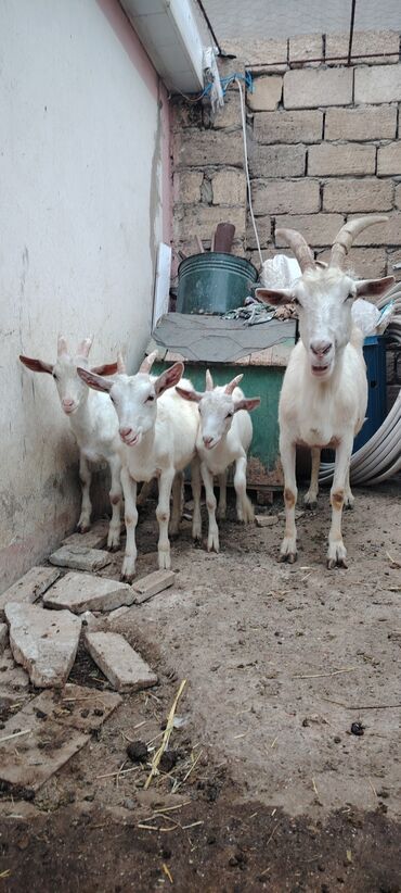 Gəmiricilər: Dişi, Zanen, il: 1, 60 kq, Damazlıq, Ünvandan götürmə, Pulsuz çatdırılma
