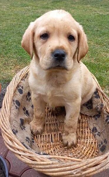 Psi: Labrador štenci na prodaju u žutoj i crnoj boji, oba pola u ponudi na lalafo.rs — 10 Psi: Labrador štenci na prodaju u žutoj i crnoj boji, oba pola u ponudi — 10