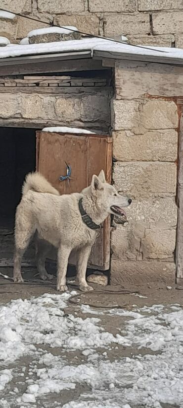 qurd basar iti: 9 ay, Erkek, Peyvəndli, Ünvandan götürmə