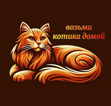 наполнители для кошек: 🐾 Спасите пушистиков! кошечки, коты и котята ищет любящих хозяев! 🐾 ?