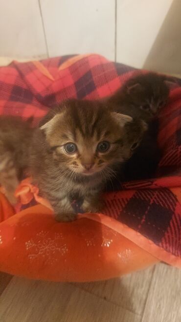 шотландский вислоухий кот рыжий: Шотландские котята
2девочки и два мальчика