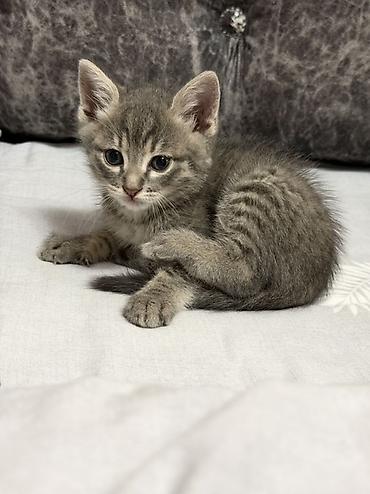 котенок скотиш страйт: Скотиш Страйт (Шотландская прямоухая), 2 месяца, Мальчик, Серый, Приучена к лотку — 2