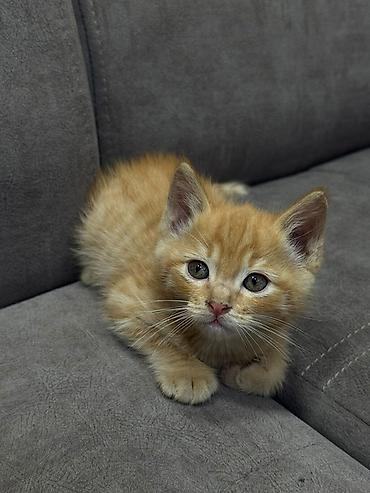 2 месяца, Девочка, Приучена к лотку