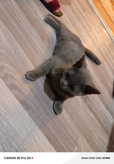 Британский короткошёрстный котёнок, окраc голубой (плотный серый)