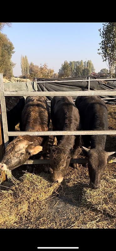 pitomnik temir: Продаю | Бык (самец) — 5