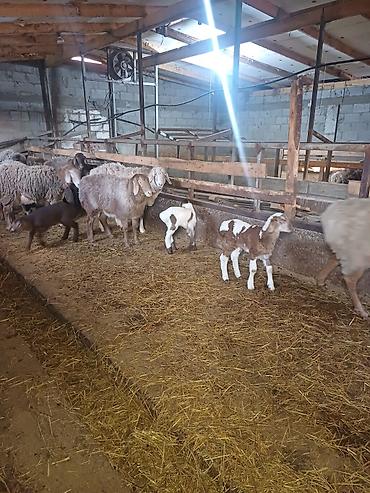 Баран, овца: Продаю | Овца (самка) | Арашан | Для разведения at lalafo.kg — 13 Баран, овца: Продаю | Овца (самка) | Арашан | Для разведения — 13