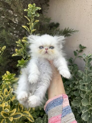 Pişiklər: Fars -da lalafo.az — 6 Pişiklər: Fars — 6