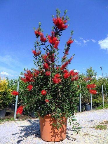 Çöl bitkiləri: Calistamon bitkiSI her formada olcude var 4 fesil cicek acan el lalafo.az -da Çöl bitkiləri: Calistamon bitkiSI her formada olcude var 4 fesil cicek acan el