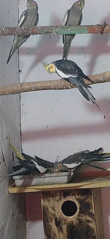 korella qus: Nimfa (Cockatiel) tutuquşuları – müxtəlif rənglərdə populyasiya - — 6