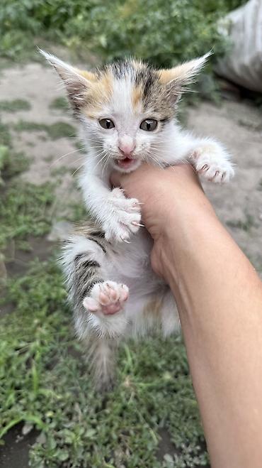 Отдам даром кошку: Котята: мальчик и девочка К латку приучены, игривые кушают очень — 20