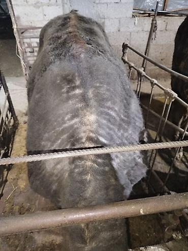 Коровы, быки: Продаю | Бык (самец) | На откорм | Привязанные — 5