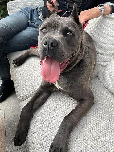 cane corso qiyməti: Kane-Korso, 1 il, Erkək, Peyvəndli, Ünvandan götürmə — 5