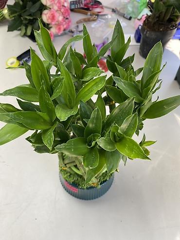 Бамбук: Декоративный «бамбук счастья» (Dracaena sanderiana) в дизайнерском — 2