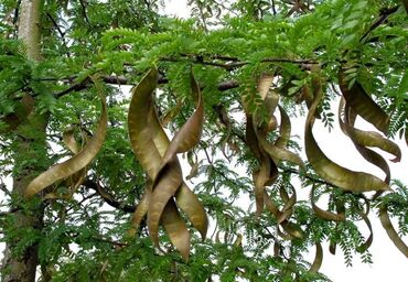 nameštaj za terasu: Gledičija ili trnovac (Gleditsia triacanthos L. ) je listopadno stablo
