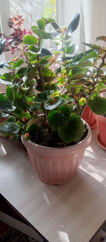 семена клевера в бишкеке: Бегония