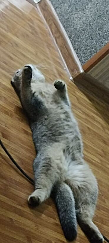 хайленд фолд цена: Шотландская вислоухая кошка (Scottish Fold) Описание: - Плюшевая
