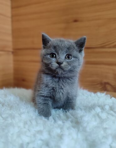 кошка домашний: Скотиш Страйт (Шотландиялык тик кулактуу), 2 айлык, Эркек, Көгүлтүр, Лотокко барууга үйрөтүлгөн, Курттардан тазаланган