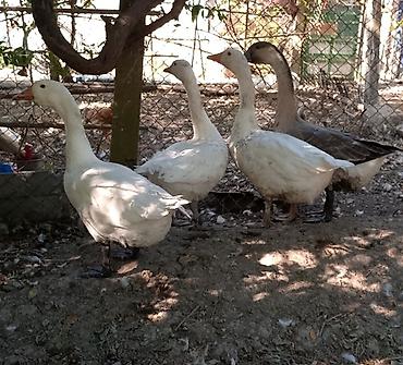 kənd toyuqlarının satışı: Dişi, Ətlik, Ünvandan götürmə — 2