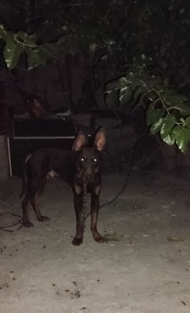 dagistan coban iti: Doberman, 1 il, Erkek