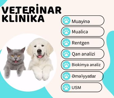 pişik şəkili: Qızıl şinşilla, Erkək, Dişi, Cütləşmə üçün, Rayonlara çatdırılma, Ünvandan götürmə, Pulsuz çatdırılma