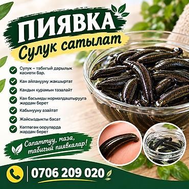 латексные корсеты: Живые медицинские пиявки (сулук) - Натуральный продукт для — 1