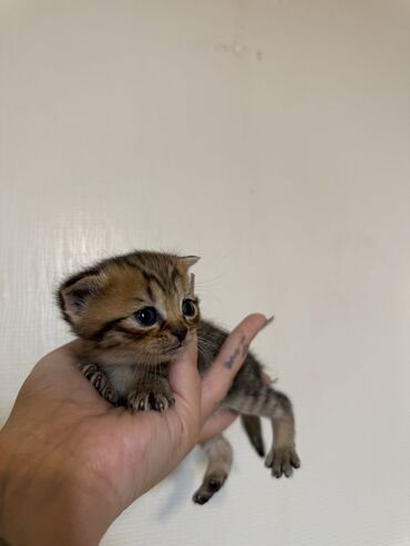 Pişiklər: Şotland — 7