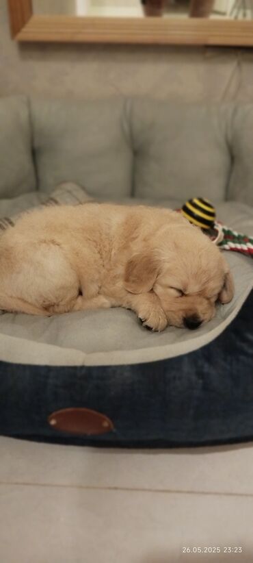 ov tüfənglərinin qiyməti: Retriever, 4 ay, Erkek, Sənədli, Ödənişli çatdırılma