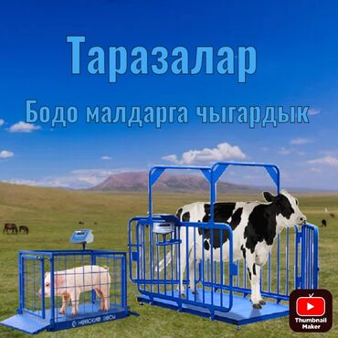 аккумулятор телефон: Напольные весы Электронные