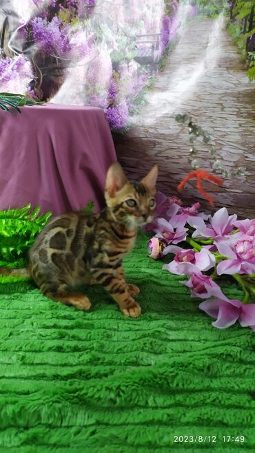 Продажа кошек: Друзья. Бенгальские котята !! Проф.Питомник Бен Гла Мур предлагает — 4
