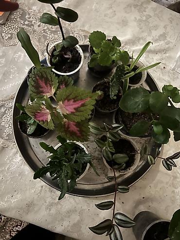 Otaq bitkiləri: Her cure guler var veregliyin baxin ancag xanimlara satiş olur Gencedi — 43