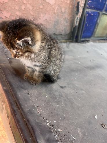 Кошки: Отдам котенка в хорошие руки — 1