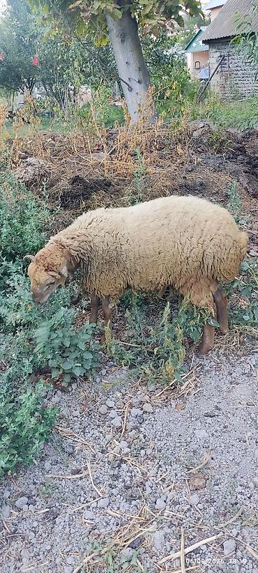 cücə və xoruz təmsil: 1 erkək və 2 dişi quzu satılır. razılaşma yolu ilə — 6