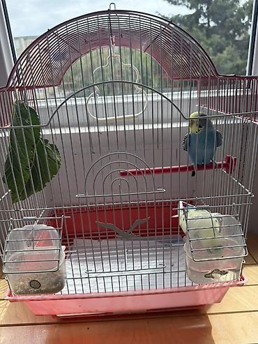 qefes satisi: Tutuquwu iki eded erkek ve diwi, qefesle bir yerde satilir — 2