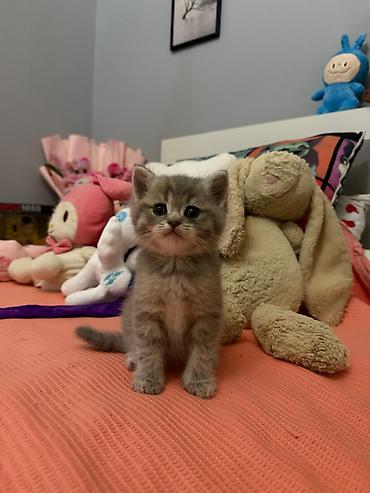 Pişiklər: Şotland, Erkək, Dişi — 32