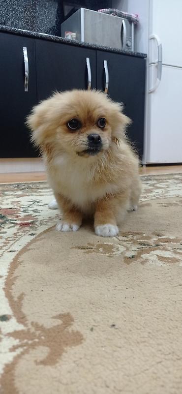 İtlər: Şpitz, 4 ay, Erkek — 9