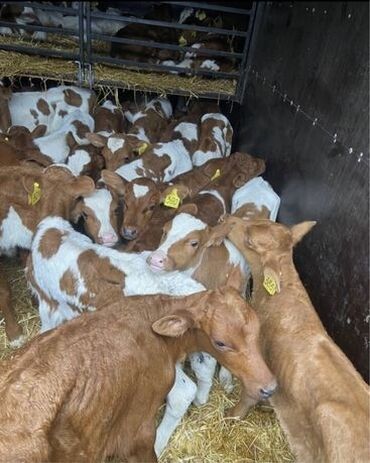 продаю дойных коров: Продаю | Корова (самка), Бык (самец), Тёлка