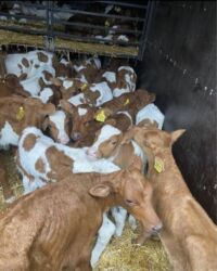 сибирская вислоухая кошка: Продаю | Тёлка, Корова (самка), Бык (самец)