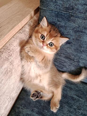 Pişiklər: Şotland — 5