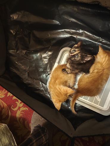 Мышыктар: Котята домашние,им 1.2 месяца, короткошёрстные. На фото — несколько — 6