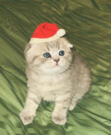 Pişiklər: Britan — 13