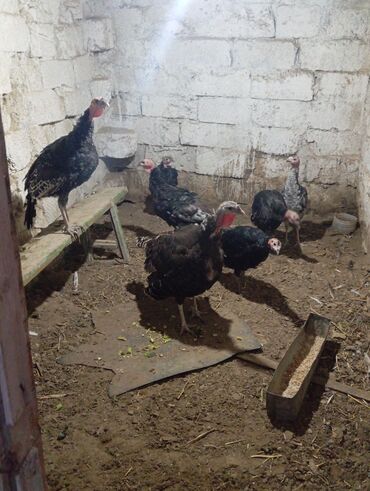 ağ dovşan: Erkək, Damazlıq