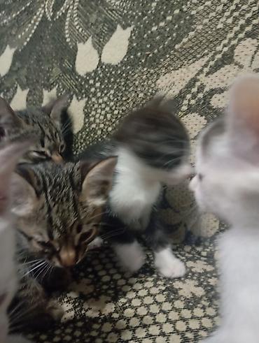 домашние котята: Котята домашние, короткошёрстные, все НЕ породистые. В помёте — 7