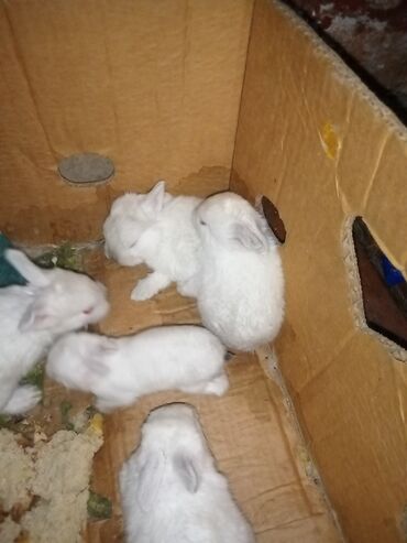 Dovşanlar: Ağ tüklü dovşan balaları.anasi atasi hamsi biryerde satilir.anasi — 8